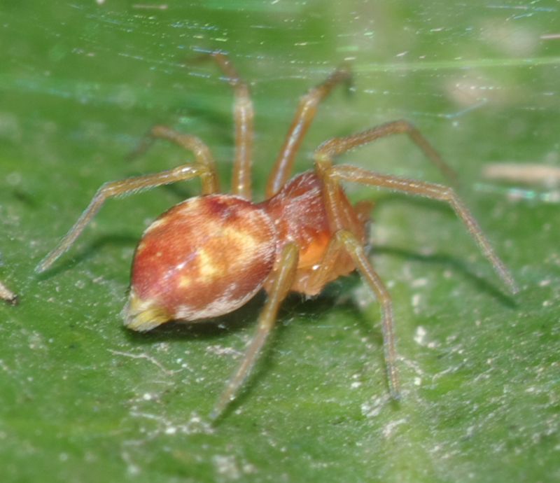 Maschi di Nigma sp. - Arcavacata di Rende (CS)